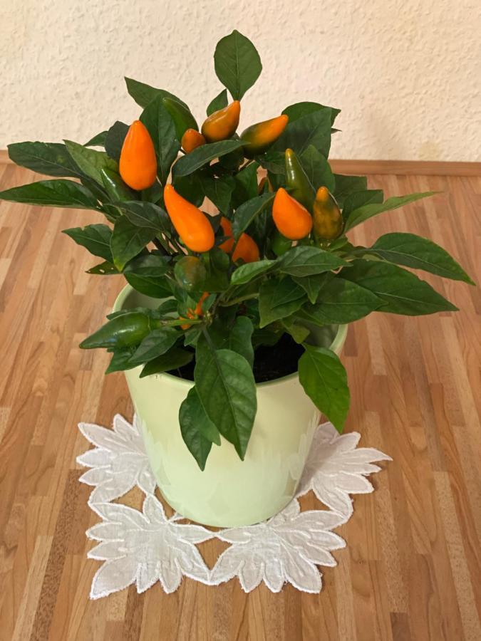 班纳维茨 Haus Gruene Idylle酒店 外观 照片